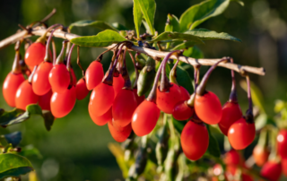 Goji berries