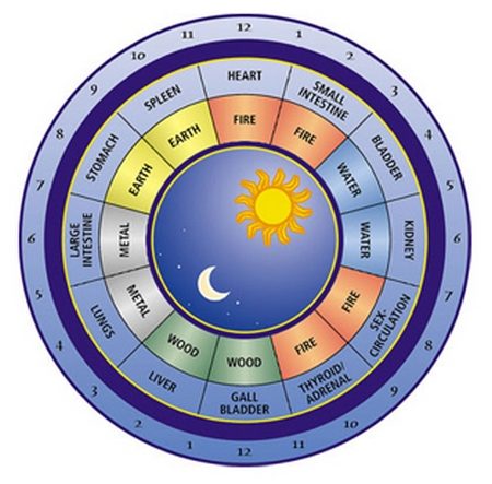 Organ Meridian Time Chart