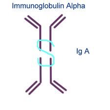 secretory immunoglobulin A structure