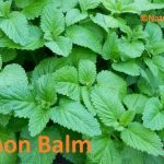 lemon balm