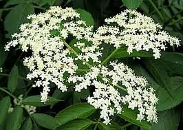 elderberry flowers