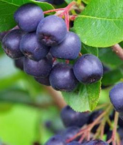 herbal teas - Aronia