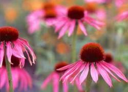 Echinacea natural antibiotic and antiviral