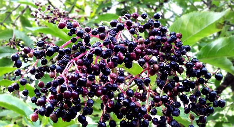 Herbal medicine resources - elderberry