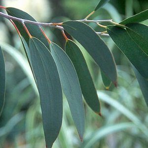 Eucalyptus