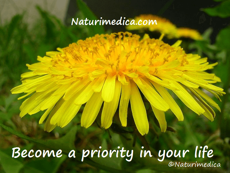 Herbal medicine resources - dandelion 