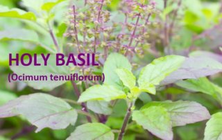 Holy basil naturimedica