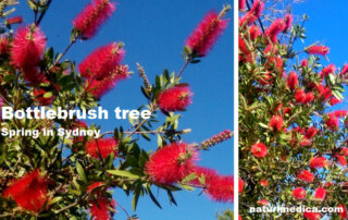 Bottle brush remedy