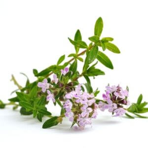 Thyme tea recipe