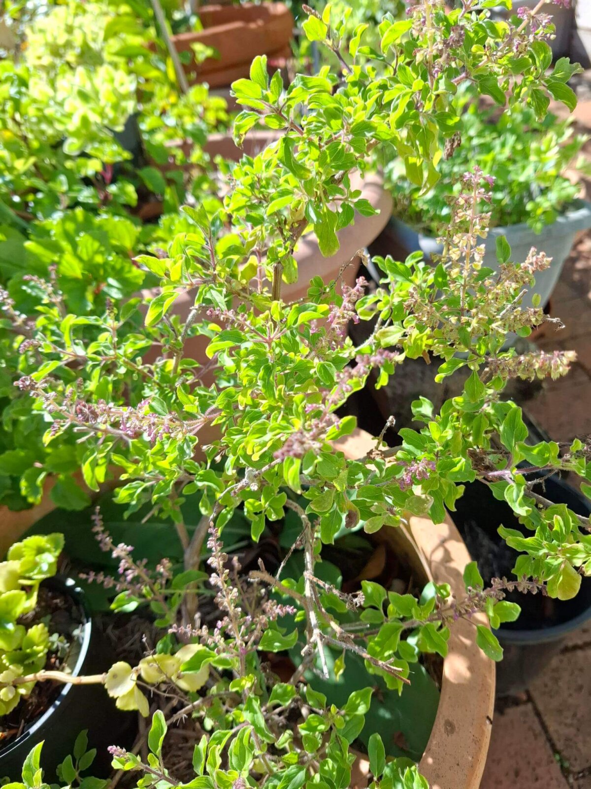 Holy basil Tulsi plant growing in an Australian garden