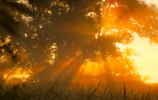 melatonin and sunlight