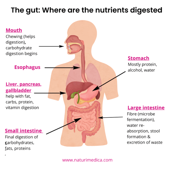 Digestion of carbohydrates, fats and protein in the gut infographic