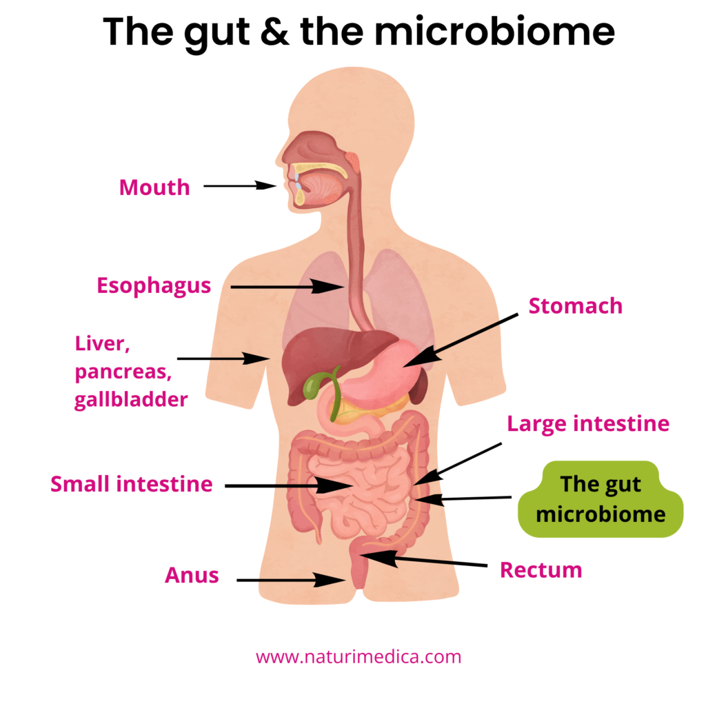 Gut health and the microbiome