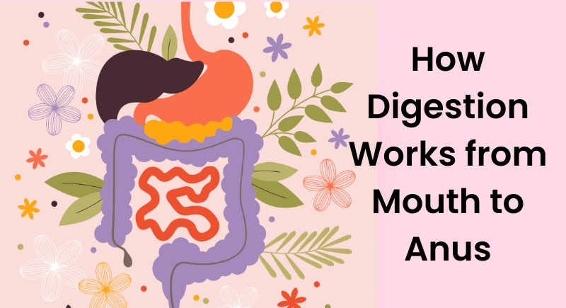Your Digestive System: Following the Journey of Food Through the Gut