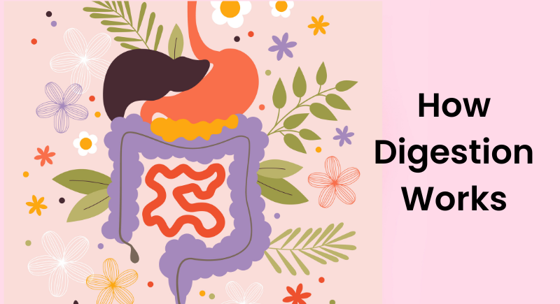 Your Digestive System: Following the Journey of Food Through the Gut