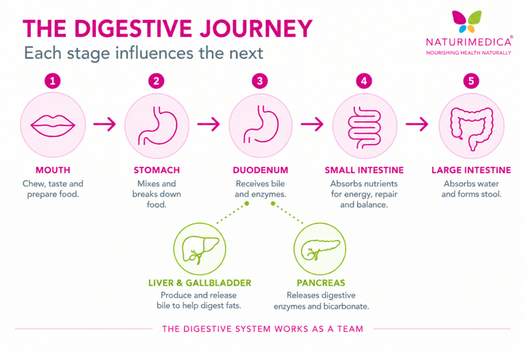 How Digestion Works: Following the Journey of Food Through the Gut - Naturimedica