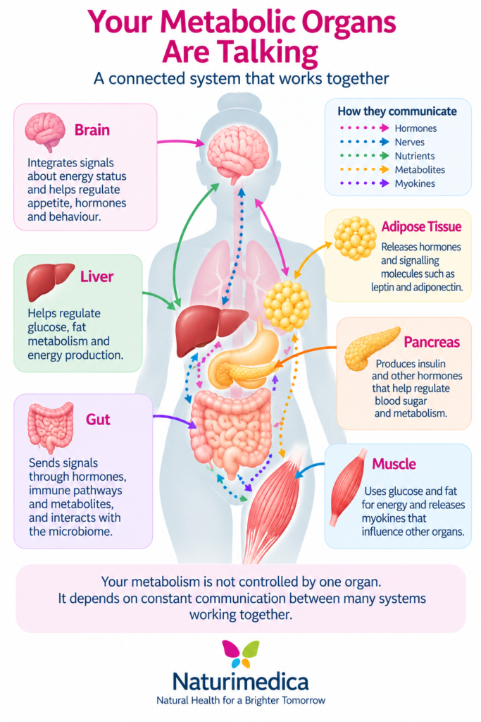 Your metabolic organs are talking: a connected system that works together - Naturimedica